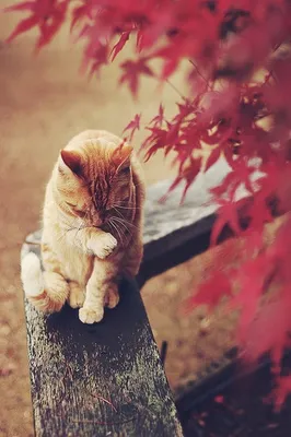 Осень рыжая и кот | Natali Natalina | Дзен