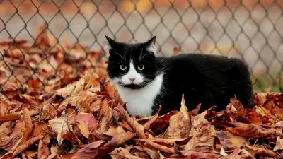 Осень и коты в живописи - 70 фото