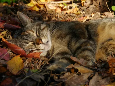 Обои кот, пушистый, листва, осень картинки на рабочий стол, фото скачать  бесплатно