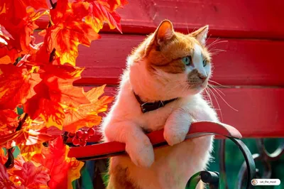 картинки : Дикая природа, Листва, Кот, Осень, Млекопитающее, Фауна,  Поганцы, Золото осени, Желтые листья, Дикая кошка, От маленьких до средних  кошек, Кошка как млекопитающее 4592x3056 - - 448806 - красивые картинки -  PxHere
