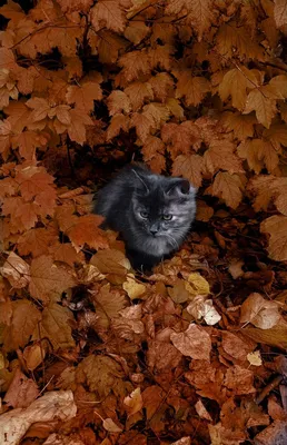 кошка держит осенний кленовый лист. портрет тай-кота в природе. кот играет  с осенними листьями. кошка и осень Стоковое Фото - изображение  насчитывающей коготь, млекопитающее: 231532452