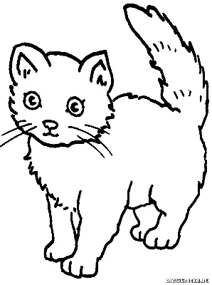 Раскраска кошка печать и онлайн | Детские раскраски, распечатать, скачать