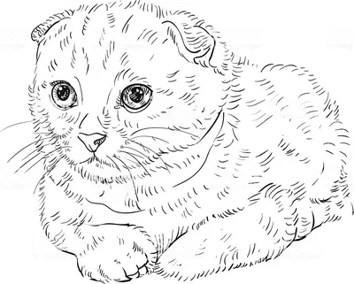 Вислоухая кошка раскраска - 63 фото