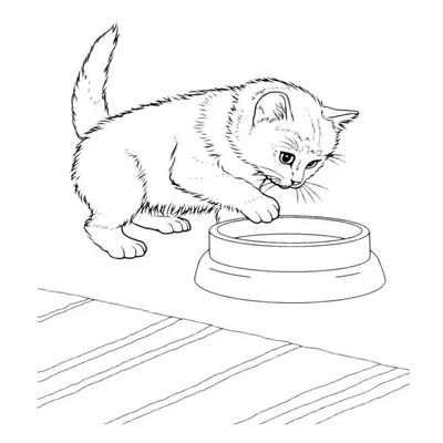 Раскраска Кот опускает лапу в мисочку распечатать или скачать