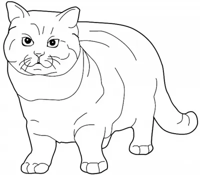 Сфинкс кот раскраска абиссинский котенок бенгальский кот, котенок, лицо,  кошка, как млекопитающее png | Klipartz