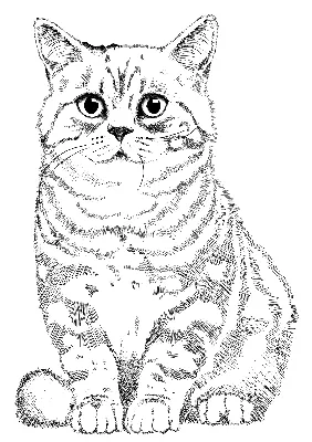 Шотландская вислоухая кошка раскраска - 61 фото