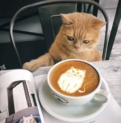 Жестяной знак, Черный кот, декоративный кофейный знак, фотография, раньше  кофе, я люблю всех после кофе, я чувствую себя хорошо | AliExpress