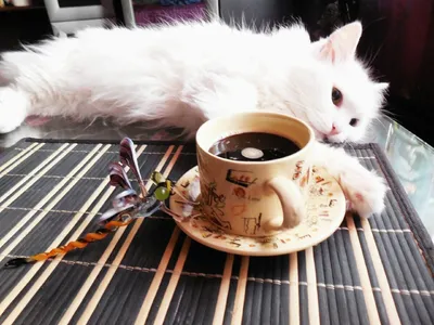 Все о кофе - Теперь кот и кофе отнимает... | Facebook