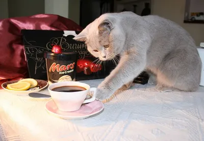 Кот и кофе: пожелания с добрым утром - инстапик | Доброе утро, Картинки,  Открытки