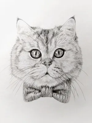 Зарисовки котиков | Пикабу