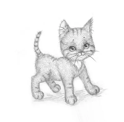 Рисунки для срисовки котики: красивые и легкие | Милые котики, Рисунки,  Рисунок карандашом