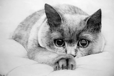 Рисунки для срисовки карандашом котики - 44 фото
