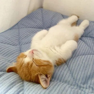Найден котёнок, который спит по-человечески лёжа на спине | Munchkin  kitten, Sleeping kitten, Cat sleeping