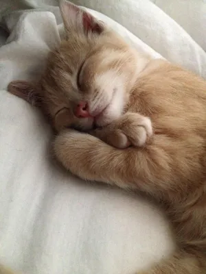 Котик спит картинки - 67 фото