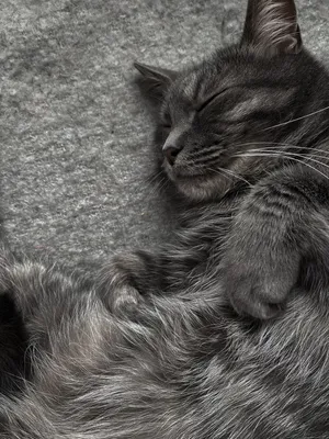 Серый кот. Котик спит. Эстетика коше. Cat | Cat life, Pets, Animals