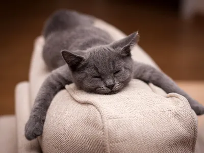 Котик уснул, не успел доползти! Одеялком бы накрыли, подушку подложили -  всем тихо! Котик спит: не мешаем, ходим на цыпочках | Кот и К | Дзен