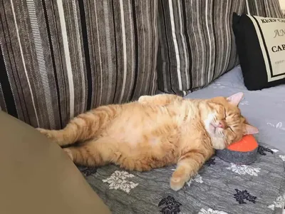 Толстый рыжий кот спит весь день, и прославился благодаря своему усталому  виду | Mixnews