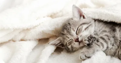 Как уложить спать котенка - Purina.ru