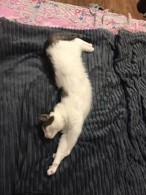 Котенок из Японии, который спит на спине как человек