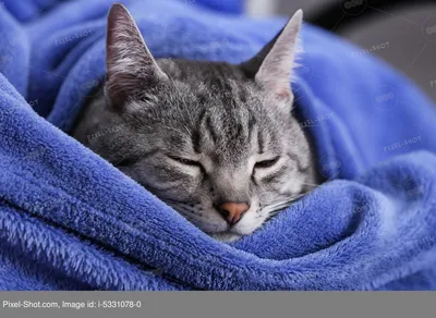 Милый забавный котик спит на мягкой клетке :: Стоковая фотография ::  Pixel-Shot Studio