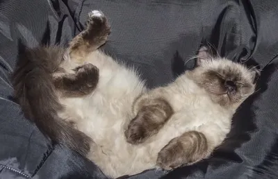 Жирный котик спит на подушке» — создано в Шедевруме