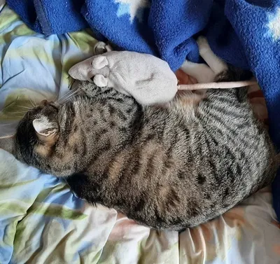 смешной кот спит в маске стоковое изображение. изображение насчитывающей  сновидение - 219304487