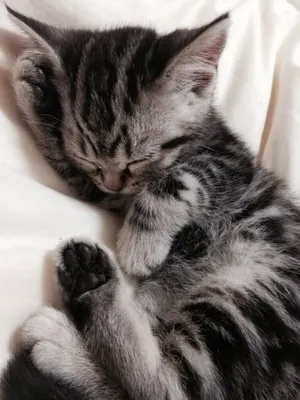 Что значит поза, в которой спит твоя кошка (7 поз) | MAXIM