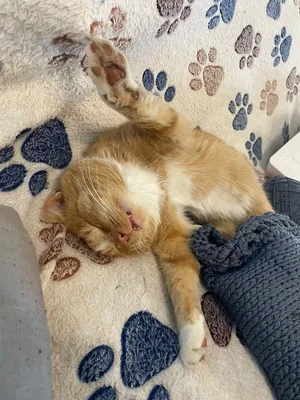 Котик спит | Пикабу