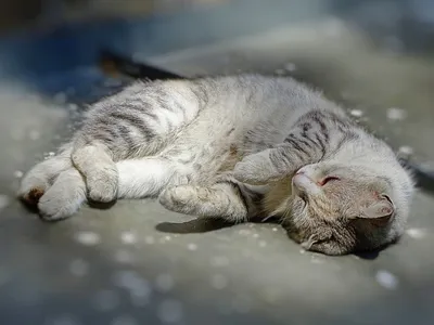 Милый котик спит | Пикабу