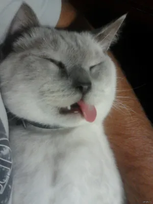 Смешной спящий кот - 69 фото