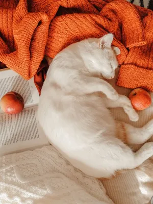 Милый пушистый рыжий котик спит в …» — создано в Шедевруме
