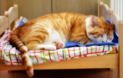 Милый котик спит на диване, красиво…» — создано в Шедевруме