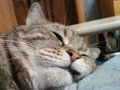 Котик спит и нам пора | Пикабу