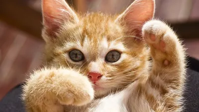 Котики-милашки | Пикабу