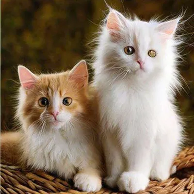 Котики милашки пышныйе» — создано в Шедевруме