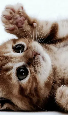кот #кошка #котики #красивыйкот #милыйкот #животные #милашка#котэ #еда  #котыприколы#коты | Instagram