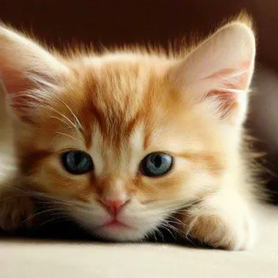 Котики милашки - красивые фото