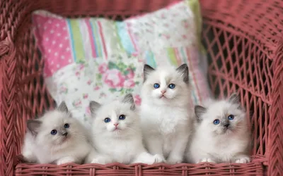 Lisacatshow - Спокойной ночи, мои дорогие котики и кошечки! Сладких  снов!😻🐾 . . #сон #сладкийсон #котята #милашка #беби #котики #мими #алиски  #koty #kitty #seeet #cutecats #cute #ilovecats | Facebook