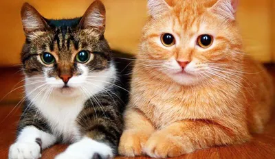 Котики лапочки и милашки | ВКонтакте