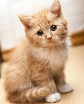 кот #кошка #котики #красивыйкот #милыйкот #животные #милашка#котэ #еда  #котыприколы#коты | Instagram