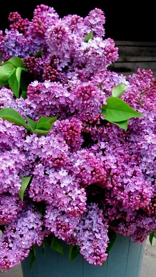 Download Wallpaper 720x1280 Lilacs, Bouquet, Bucket, Leaves, Spring Samsung  Galaxy S3 HD Background | Идеи посадки растений, Сирень, Красивые сады