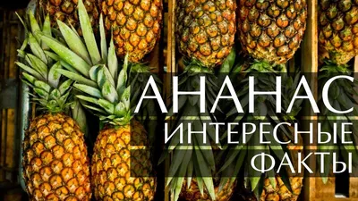 Ананас, эстетично, красиво, реалистично…» — создано в Шедевруме