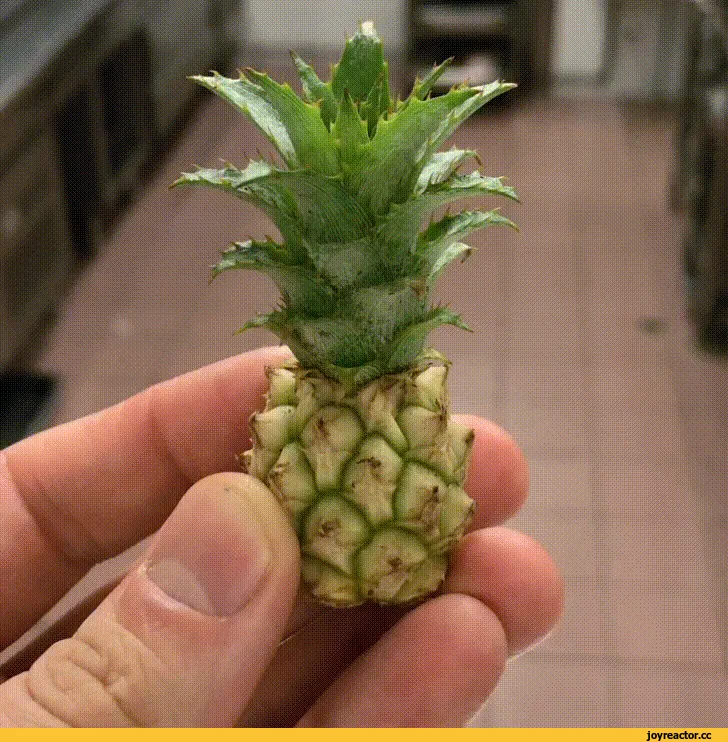 Pineapple Dildo