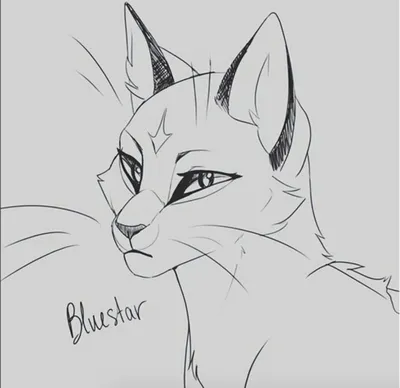 Коты воители|Warriors cats | Cats art drawing, Cat drawing tutorial,  Warrior cat drawings