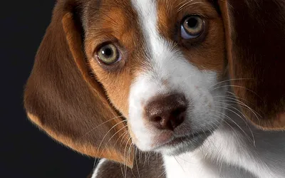 Самые красивые собаки в мире: красивые декоративные породы - Телеграф