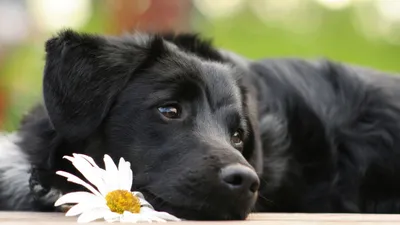 Beautiful Dogs Case | Kyiv