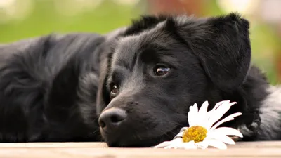 Самые красивые собаки в мире 🐶✨ | Purina Россия® | Дзен