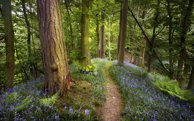 Весна и лес стоковое изображение. изображение насчитывающей красивейшее -  179258533