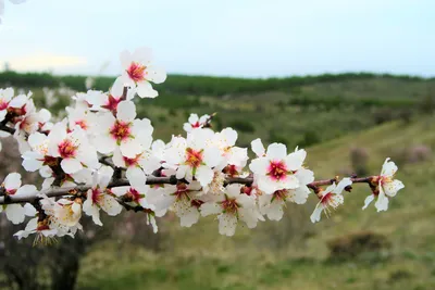 Лесная Поляна весной (31 фото) - 31 фото