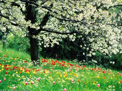 Красивые деревья растут в лесу весной. Низкий Scenery точки зрения деревьев  Woodlands. Стоковое Фото - изображение насчитывающей цвет, цветасто:  215316478